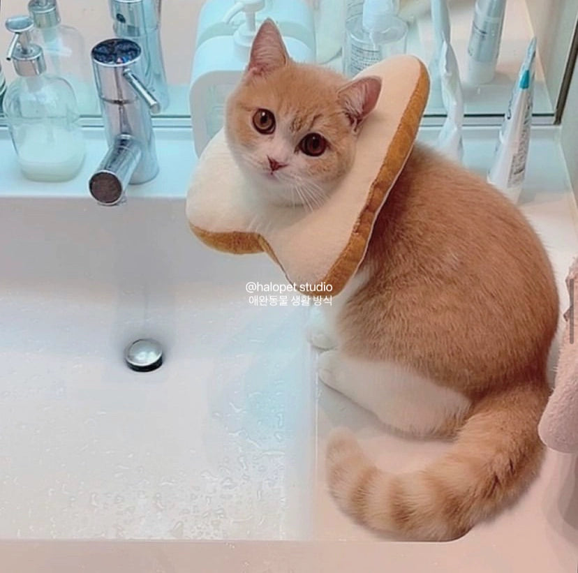 Toast Cute Soft Princess Style Fairy Elizabeth Young Cat Collar Scarf Head Cover Anti-Licking Anti-Bite Sterilization